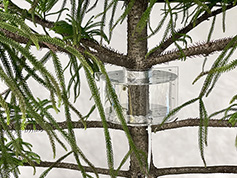 OTM - Offfice for Tree Migration Hut at the forest station in Hyytiälä, FI