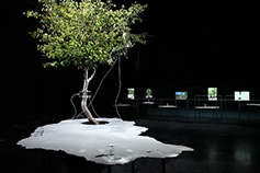 One Tree ID, installation view, Muffathalle, Munic, 2021