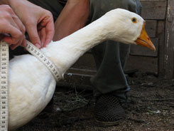 moon goose experiment set up