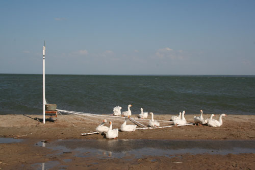 moon goose experiment set up